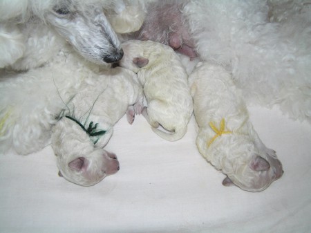 ...láska mateřská...